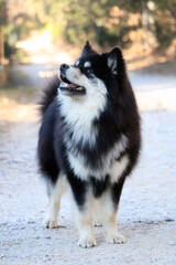 Chien finnois de Laponie 