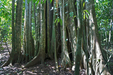 Cotton tree (Ceiba pentandra)