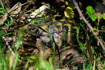 Griechische Landschildkröte // Testudo hermanni (Testudo hermanni) - Insel Ada/Ada Bojana, Montenegro