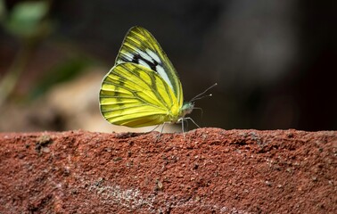 Cepora Nerissa Butterfly or The Common Gull Butterfly on a Rock
