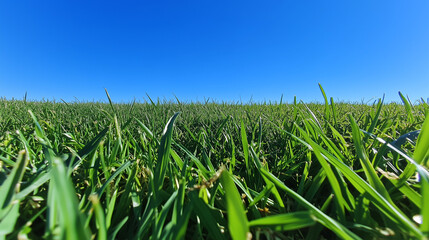 Fototapeta premium Wide Green Field Under Clear Blue Sky