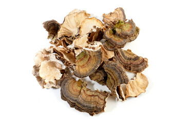 Schmetterlingstramete Heilpilz isoliert - antioxidativ und entz&uuml;ndungshemmend