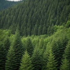 Fototapeta premium Lush Green Forest with Dense Evergreen Trees in a Serene Natural Landscape Setting