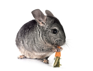 Chinchilla in studio