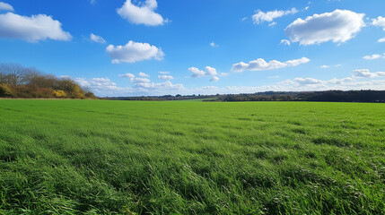 Fototapeta premium Wide Green Field Under Clear Blue Sky