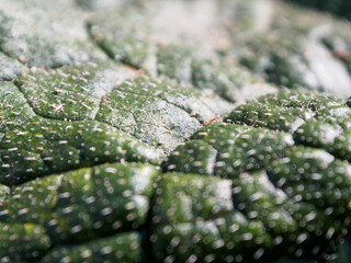 Macro photography of the sheet reveals amazing details of texture and color, immersing you in the...