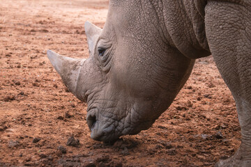 Fototapeta premium Wild african animals. Portrait of a white Rhino grazing in a National park