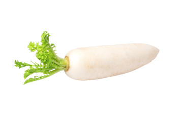 Daikon radish isolated on white background