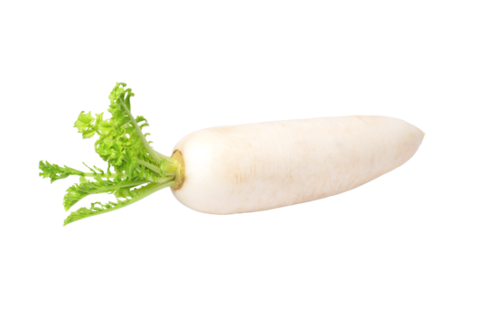 Daikon radish isolated on white background
