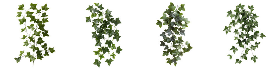 Lush green ivy leaves forming elegant natural borders and backgrounds  Trailing vines and creeping foliage creating decorative floral frames organic textures and verdant backdrops for design artwork