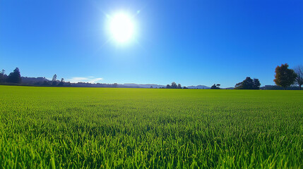 Obraz premium Wide Green Field Under Clear Blue Sky