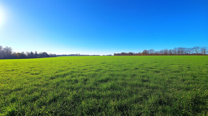 Fototapeta premium Wide Green Field Under Clear Blue Sky