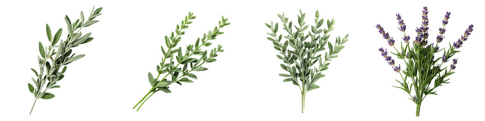 Obraz premium Assorted Fresh Aromatic Herbs like Lavender Rosemary Thyme Sage Mint Hyssop Basil Oregano and Parsley Displayed in a Hand Drawn Botanical Style for Culinary Aromatherapy or Home Decor Purposes