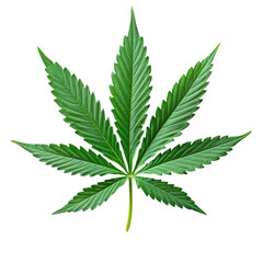Green Cannabis Leaf Isolated on PNG Background