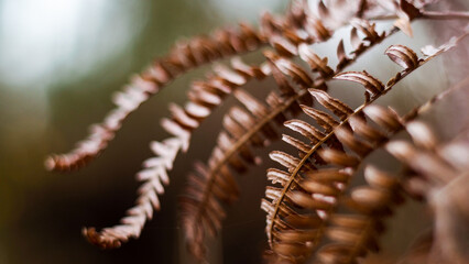 Forêt des Landes de Gascogne, en hiver