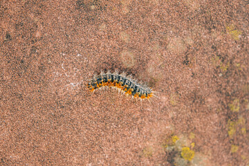 Close-up of a processionary caterpillar (Thaumetopoea pityocampa).