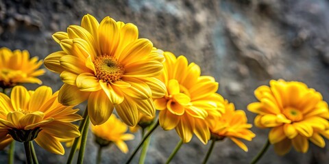 Obraz premium Grey concrete backdrop enhances the botanical textures and macro detail of these yellow spring flowers.