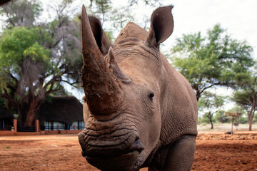 Wild african animals. Portrait of a  white Rhino grazing in a National park