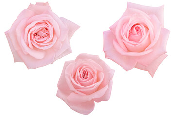 Three light pink roses with only the rose heads cut on white background.Photo with clipping path.