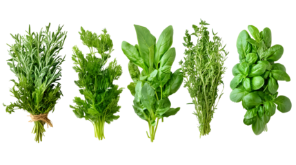 Fresh green herbs on a transparent background. isolated background.