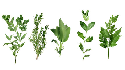 Naklejka premium Fresh green herbs on a transparent background. isolated background.