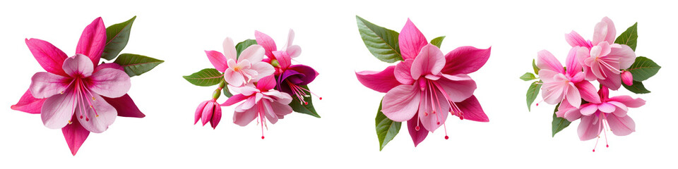 Closeup of a beautiful and vibrant fuchsia flower arrangement with lush tropical looking foliage against a plain simple background  The fuchsia flowers feature delicate