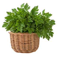 Naklejka premium Natural Basket of Fresh Parsley Bunches Placed Against White Background