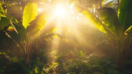 A tranquil morning in a banana grove, with golden sunlight shining softly through the leaves, enhancing the vibrant greenery and fresh atmosphere