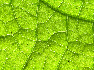 Leaf texture, natural background green leaf texture
