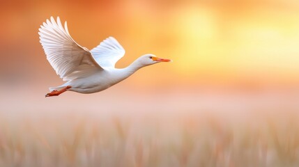 A white bird flying over a field of tall grass