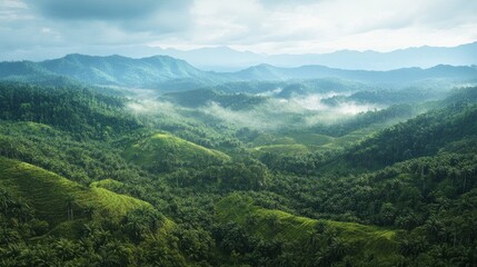 Borneo's landscape transformed into dense oil palm plantations, capturing the scale of monoculture farming and the loss of biodiversity