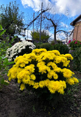 yellow and white chrysanthemum bushes near the house