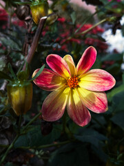 red and yellow daisy flower