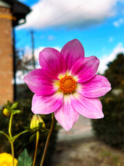 red daisy near the house