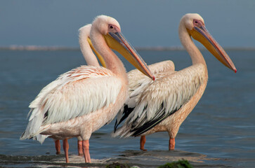 Fototapeta premium African wild birds. Great pelicans on the blue lagoon on a summer morning