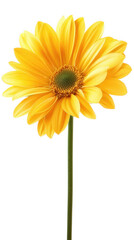 Bright yellow flower with large petals and green center, isolated on transparency background, radiating warmth and cheerfulness