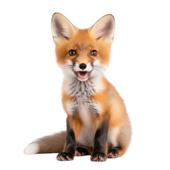 Obraz premium Small fox sitting on black background captivating wildlife portrait adorable animal in dark setting natures beauty.