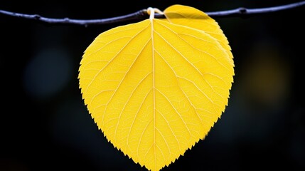 Obraz premium A yellow leaf on a tree branch with a black background