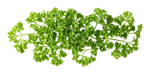 Obraz premium Fresh pepper on a transparent background. isolated background.