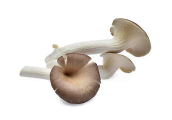 Oyster mushroom on white background.Food of origin
