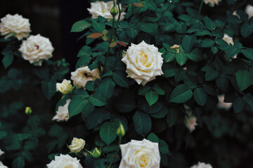 white roses