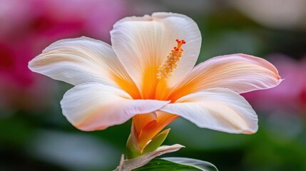 A white and orange flower with a yellow center