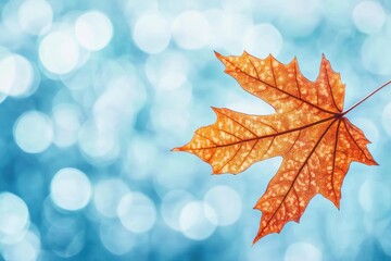 Fototapeta premium Autumn leaf, bokeh background, nature, fall, design.