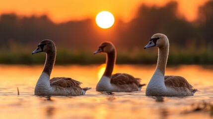 Fototapeta premium Swans swim at sunset, tranquil lake, golden hour, nature scene, wildlife photography, peaceful background
