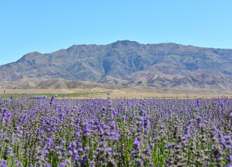 Lavender field in Yili, Xinjiang, China