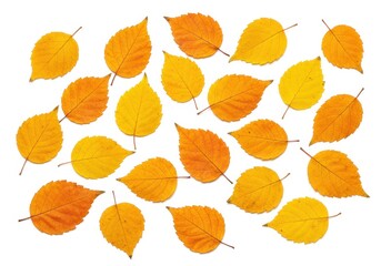 Fototapeta premium A scattered group of orange and yellow autumn leaves with visible veins isolated on white background
