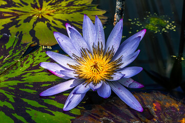 Closeup on purple lotus flower in the pond
