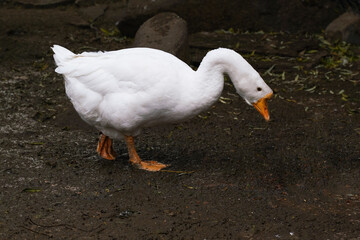 A white goose forages on the ground in a farmyard setting during a cloudy day, showcasing its natural behavior in a rural environment