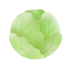 cabbage
