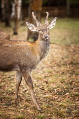 beautiful spotted deer on an autumn day in nature among hay